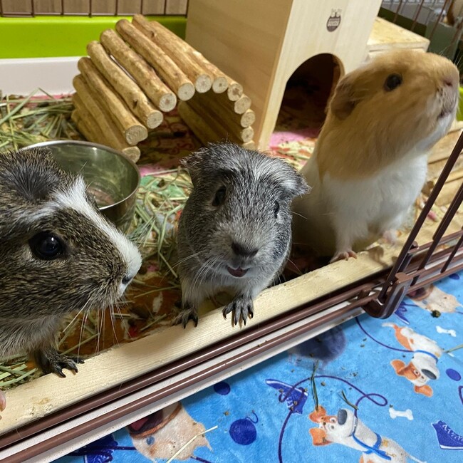 ちゃんゆりんごのカバー写真