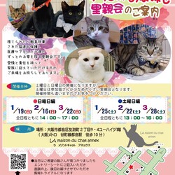 『保護猫のずっとのお家探し里親会』