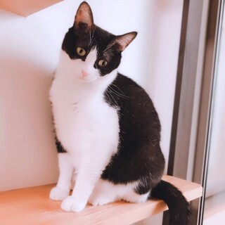 ダミ声で甘える可愛い黒白ちゃん