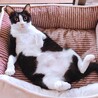 ダミ声で甘える可愛い黒白ちゃん サムネイル2