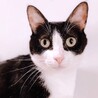 ダミ声で甘える可愛い黒白ちゃん サムネイル3