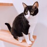 ダミ声で甘える可愛い黒白ちゃん サムネイル4