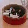 ダミ声で甘える可愛い黒白ちゃん サムネイル5