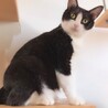 ダミ声で甘える可愛い黒白ちゃん サムネイル6