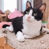 ダミ声で甘える可愛い黒白ちゃん サムネイル7