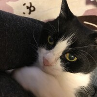 キャビア