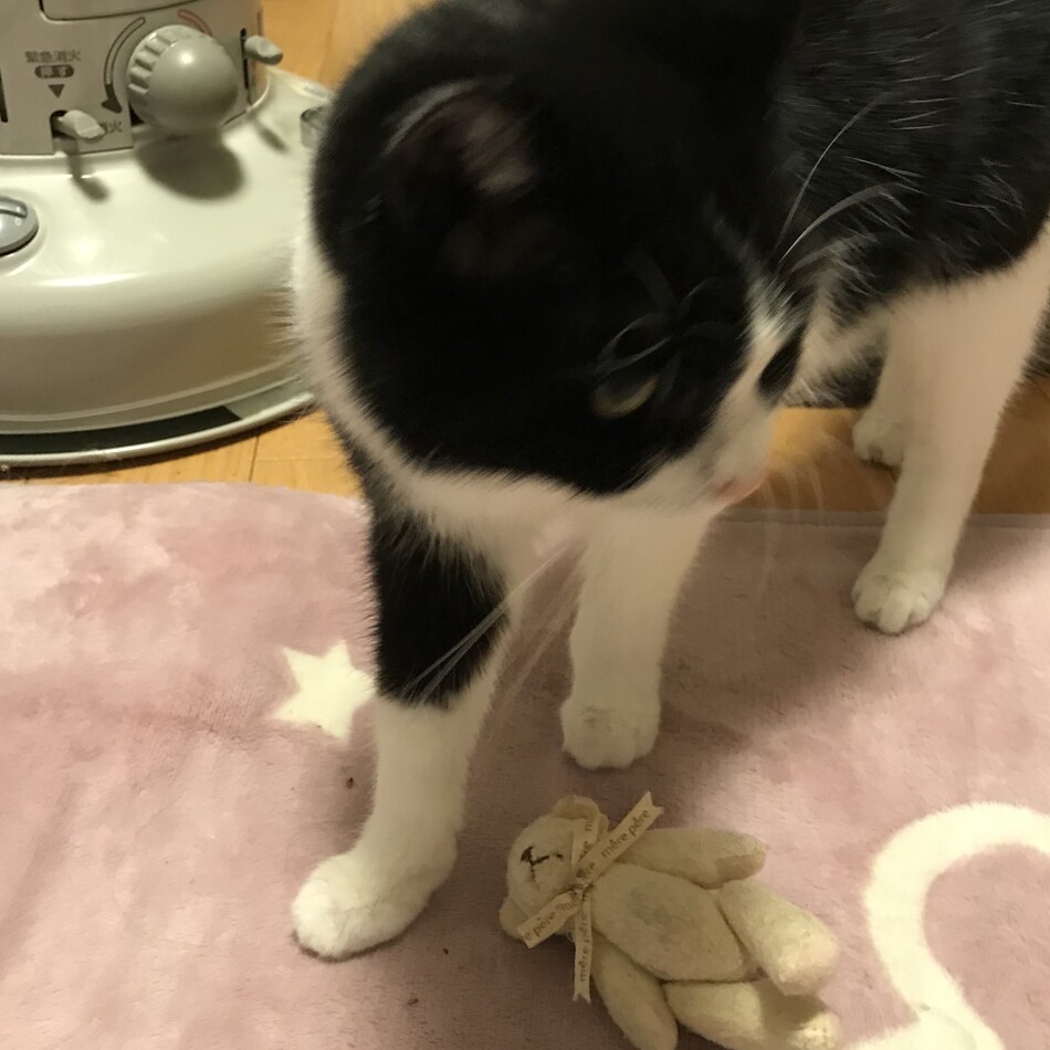 キャビアのカバー写真