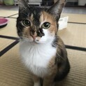 【保護猫】しゃーこ推定4歳♀三毛猫