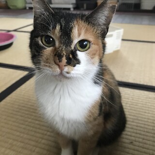 【保護猫】しゃーこ推定4歳♀三毛猫