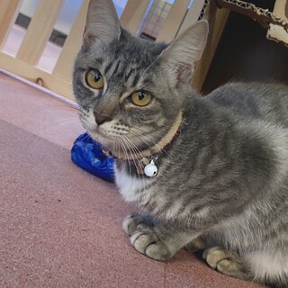 【保護猫】サバトラ・ひぃちゃん♀