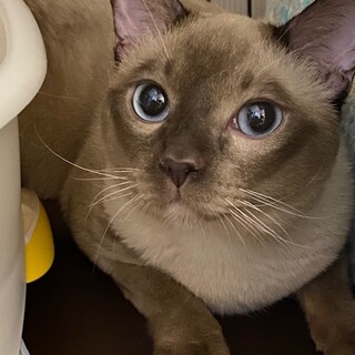 繁殖屋廃業レスキューのトンキニーズ