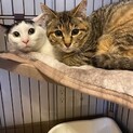 仲良しミルクちゃんシュガーちゃん
