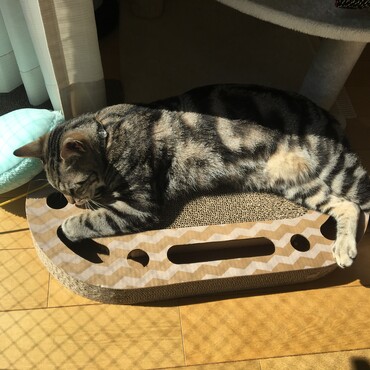 最近のお気に入りの遊べる爪とぎ。