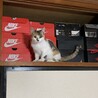 の写真