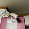 美猫のエラちゃん サムネイル5