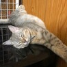 美猫のエラちゃん サムネイル6