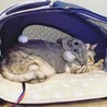 美猫のエラちゃん サムネイル7