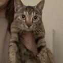 かわいい子猫ちゃんです