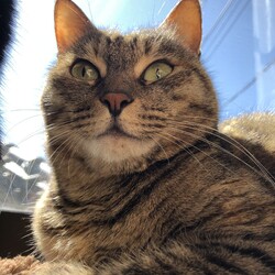 「体重測定　キトの歯」サムネイル1