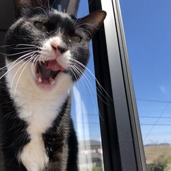 「体重測定　キトの歯」サムネイル2