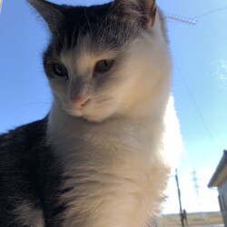 「体重測定　キトの歯」サムネイル3