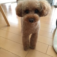 チョコ