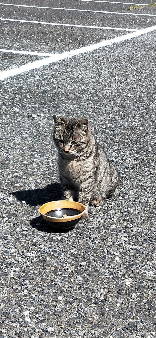 かわいいこねこ 生後２ 埼玉県 猫の里親募集 ペットのおうち 月間利用者150万人