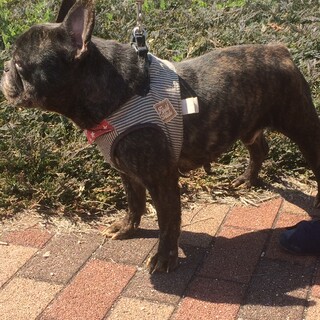 8歳オス  フレブル アレックスくん