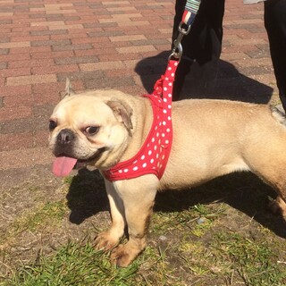 フレブル 7歳 めす アリアナです