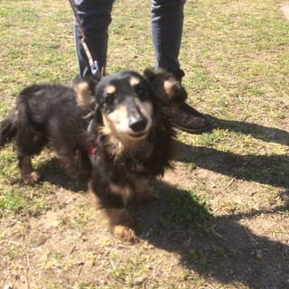 ミニチュアダックスフント オス 永遠(とわ)です