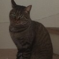 メス ひなちゃん
