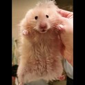募集終了　