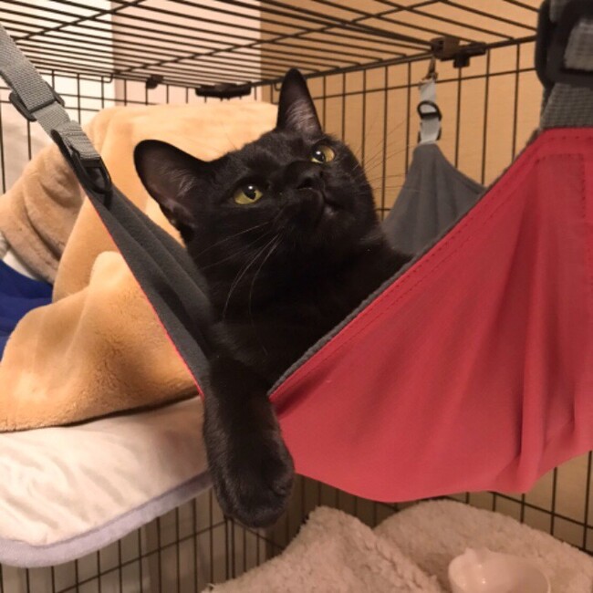 くろべえの相方希望のカバー写真