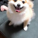 ポメラニアン里親募集