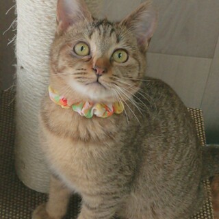 甘えん坊のリンちゃんを家族に迎えて下さい♪