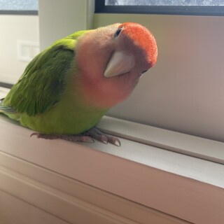手乗りコザクラインコのサムちゃん家族募集中
