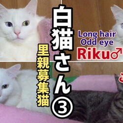 白猫【保護猫4期生リク編】