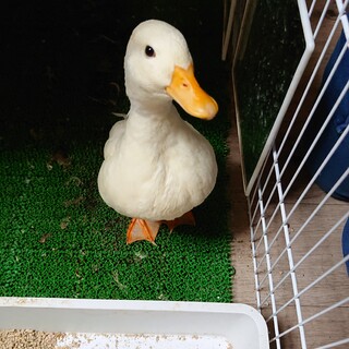 コールダック♂里親募集