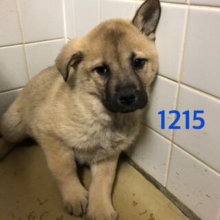 ムチムチ！4匹兄弟の子犬たち。1215, 1216