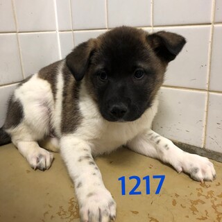 4匹兄弟の子犬たち。1217, 1218