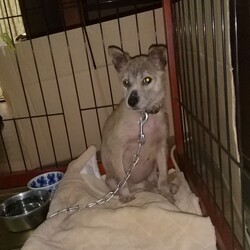 「寝息？いびき？をたてて寝るエス」サムネイル2