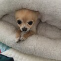 8歳チワワ♂