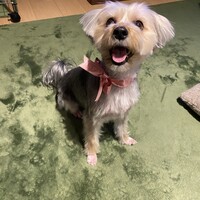 ビビ