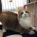 性格花丸のぽっちゃりボディー。白靴下のチェダー