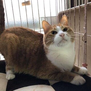 性格花丸のぽっちゃりボディー。白靴下のチェダー