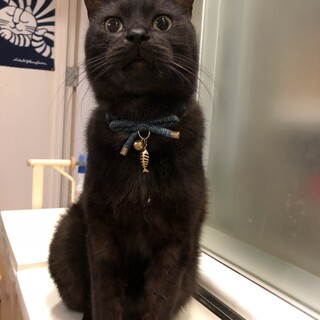 毎日お茶の間に笑いを提供する黒猫