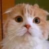 ムサシ　4歳　オス
