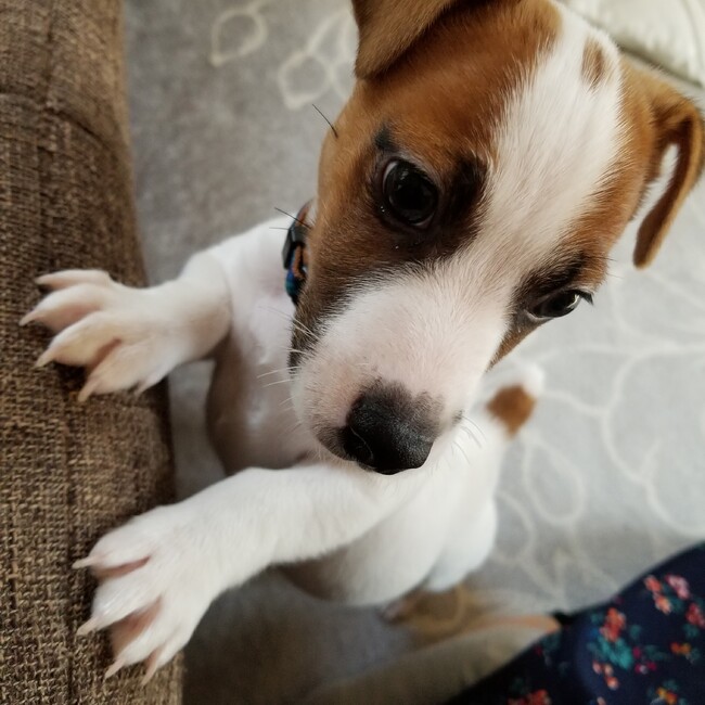 てーんきちのカバー写真