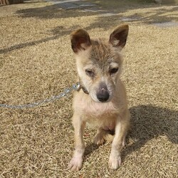 「近くのニワトリの声を気にする。」サムネイル2