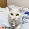 遊凛